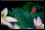 IMG_0136