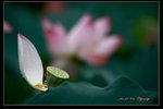 IMG_0139