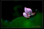 IMG_0155