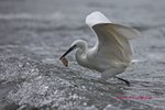IMG_9308
