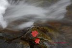 IMG_9444
