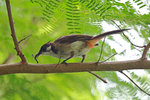 IMG_0513a