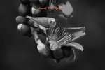 IMG_3626 B&W 1024 name