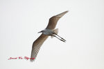 IMG_4658a