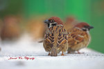 IMG_4766a