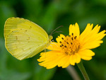 寬邊黃粉蝶