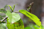 DANL0510a