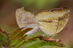 DANL0811a