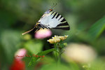 DANL0990a