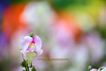 DANL0905 1200