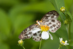 aIMG_7389