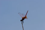 aIMG_7414