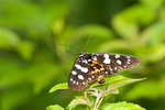 aIMG_7415