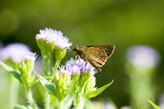 aIMG_7418
