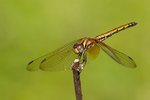 aIMG_7433