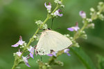 aIMG_9429