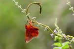 aIMG_9455