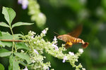 aIMG_9524
