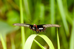 紅珠鳳蝶