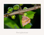 IMG_0452a