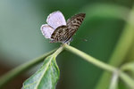 DPP_1054