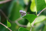 DPP_1055
