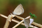 DPP_1056