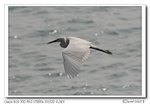 IMG_0662