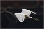 IMG_0665a