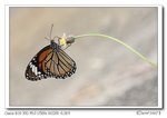 IMG_0720