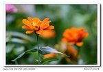 IMG_0731