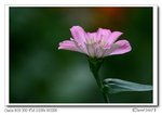 IMG_0734
