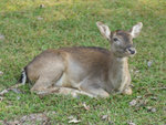DSC05570 c