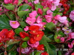 PICT5444