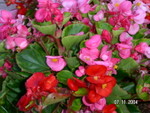 PICT5445