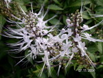 PICT5456