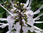 PICT5457