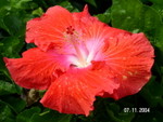 PICT5479