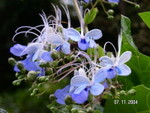 PICT5484