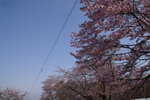 A Ho 2 (15)