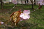 A Ho 2 (25)