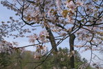 CF CARD 6PICT0001 (91)