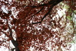CF CARD 7 PICT0001 (152)