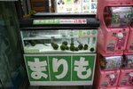 CF CARD 7 PICT0001 (160)