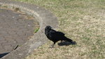 DSC04365