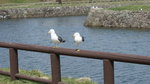 DSC04617