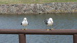 DSC04619