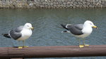 DSC04625