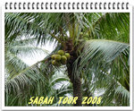 Sabah 2008 030_nEO_IMG