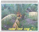 Sabah 2008 031_nEO_IMG